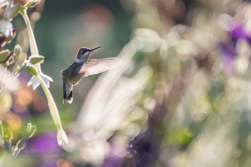 Portrait of a hummingbird on a sunny day with backlight 