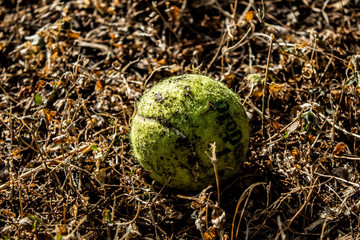 Obraz premium Play With The Ball