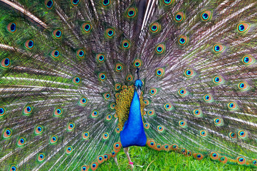 Obraz premium A bright peacock with a beautiful tail walks along the green grass at the zoo.