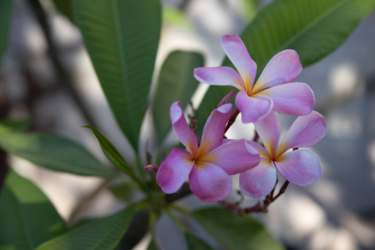 Radiant Purple Plumeria