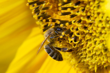 Widok z boku na pszczołe siedzącą na słoneczniku