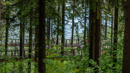 Summer walk on path through tree top walk in Krkonoše National Park in Czech republic.
