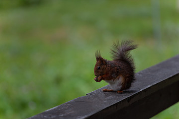 Close-up of a pregnant squirrel eating. Green background.