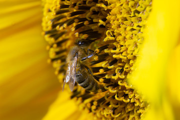 Boczny widok pszczoły na kwiecie słoneczniku