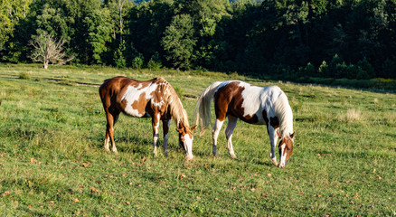 Pinto Horses Grazing