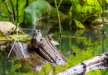 Frog resting on a log to oversee the pond