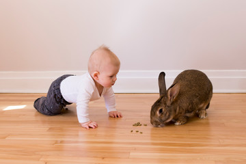 Adorable baby boy lying down on hardwood floor watching curiously a large brown pet rabbit eating...