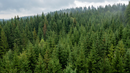 Green forest of pine tree. © Kamil