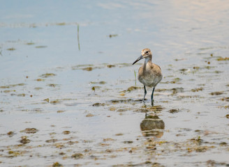 Willet