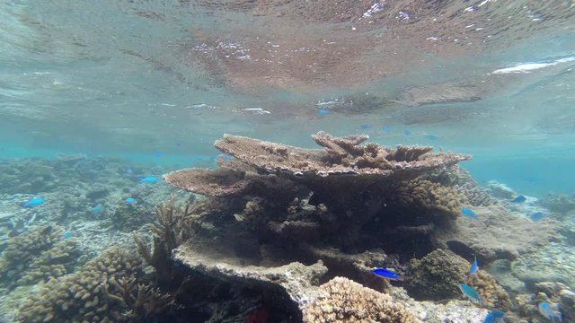 Snorkelling amongst Tropical blue fish in Samoa