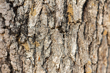 Obraz premium tree bark background