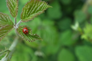lady bud on leaf