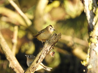 zebra finch