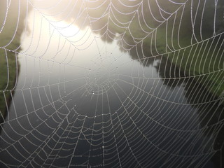Web with dew