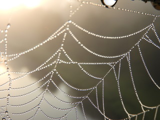 Web with dew