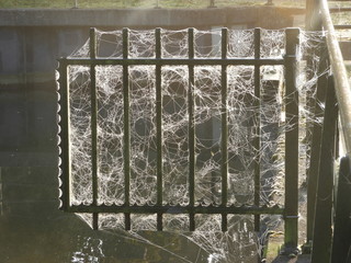 Spiderwebs on fence
