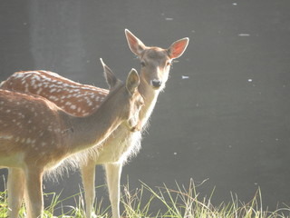 Deer near water