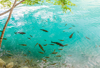 Fototapeta premium Pretty fishes swim in the crystal clear blue water at the shore of the lake. Plitvice National Park, Croatia.