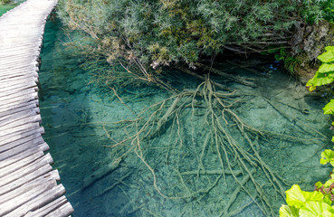 Beautiful view of blue lake in summer afternoon in Plitvice national park in Croatia with flooded tree trunks.