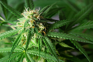 Macro of Cannabis Buds or Hemp Flowers on Medical Marijuana Plant 1 Month Into Flowering Stage