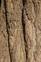 bark of a tree