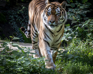 Fototapeta na wymiar A young Siberian tiger close up 