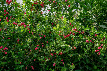 Carissa carandas, Carunda, Karonda seeds ripe pink or red colorful, tropical citrus karanda or koromcha fruit