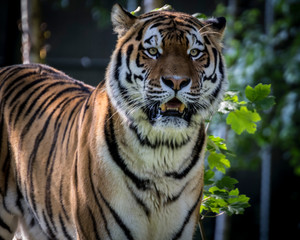 A young Siberian tiger close up 