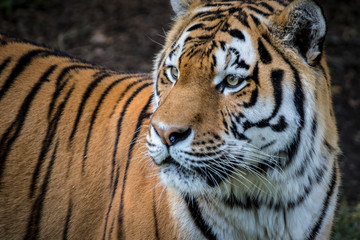 Fototapeta premium Młody tygrys syberyjski z bliska