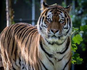 Fototapeta na wymiar a lame Siberian tiger 