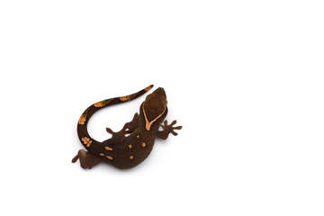 The cat gecko isolated on white background