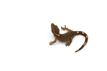 The cat gecko isolated on white background