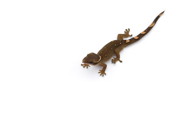 The cat gecko isolated on white background