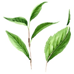 Green tea leaves. Watercolor background illustration set. Isolated leaf illustration element.