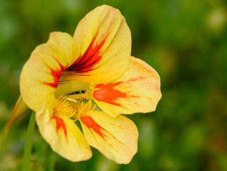Yellow and orange flower in the sun.