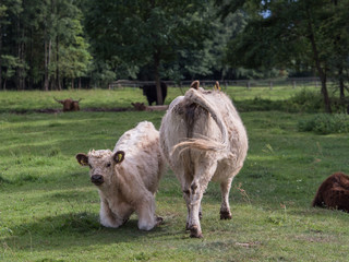 Highland cow