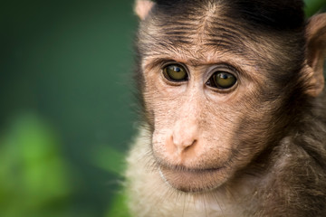 bonnet macaque monkey close up. Lonavala, khandala ghat Maharashtra, India