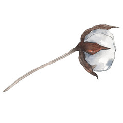 Cotton floral botanical flower. Watercolor background illustration set. Isolated cotton illustration element.