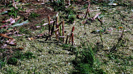 Landwirtschaftliche Arbeit