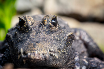 Fototapeta premium Macro close shot of a crocodile 