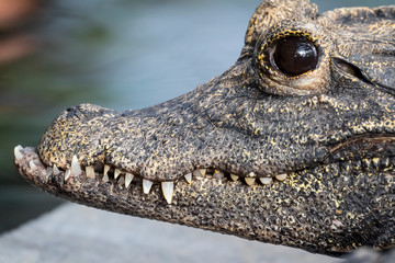 Obraz premium Macro close shot of a crocodile 