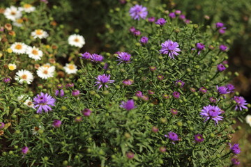 purple flowers in the garden