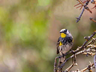 Yellow Rumped Warbler