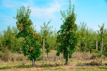 Apple orchard, apple trees. Agricultural concept. A row of trees planted to gather apples. Production of juices, sale of fruit in stores.