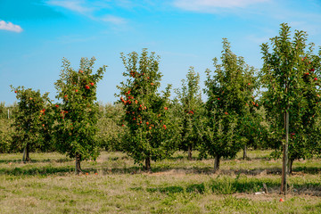 Apple orchard, apple trees. Agricultural concept. A row of trees planted to gather apples. Production of juices, sale of fruit in stores.
