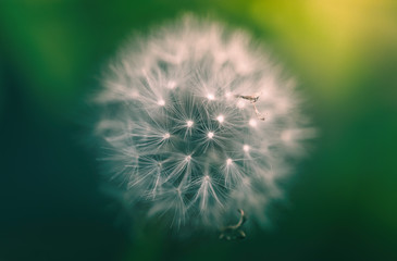 Dandelion abstract background. Shallow depth of field. Macro shot of a white dandelion with beautiful light on sunset
