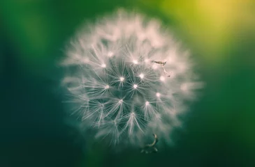 Foto op Canvas Dandelion abstract background. Shallow depth of field. Macro shot of a white dandelion with beautiful light on sunset © Igor