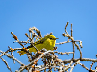 Yellow Warbler