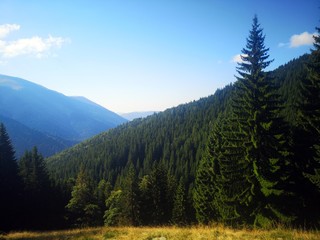 Green pine forest in the mountains 