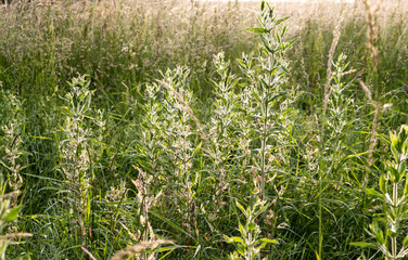 Summer landscape in soft light colors.